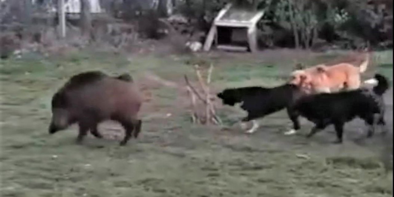 Domuzlar Şehir Merkezinde