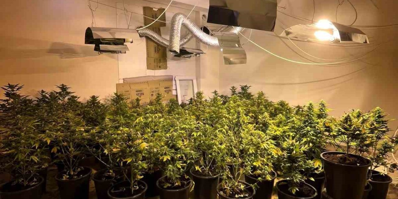 Antalya’da Saksılara Dikili Hint Keneviri Ele Geçirildi