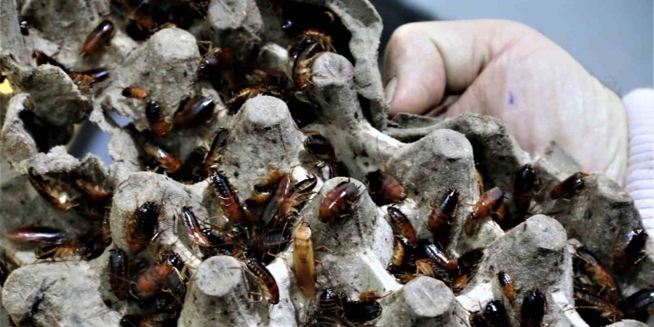 Ev Kadınlarının Korkulu Rüyası Haline Gelen Hamam Böceklerini Gelir Kapısı Yaptı