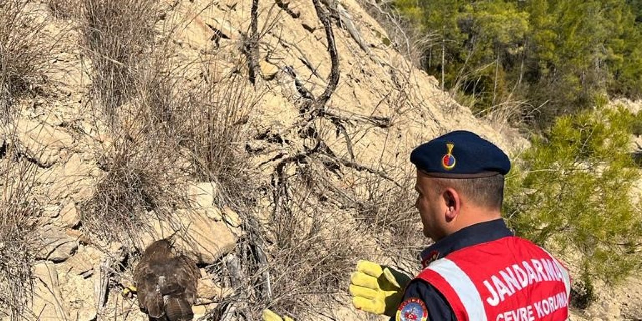 Ormanda Yaralı Bulunan Kartal Koruma Altına Alındı