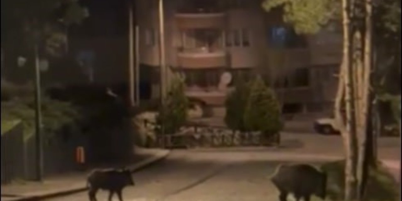 Konya’da Aç Kalan Domuzlar Şehre İndi