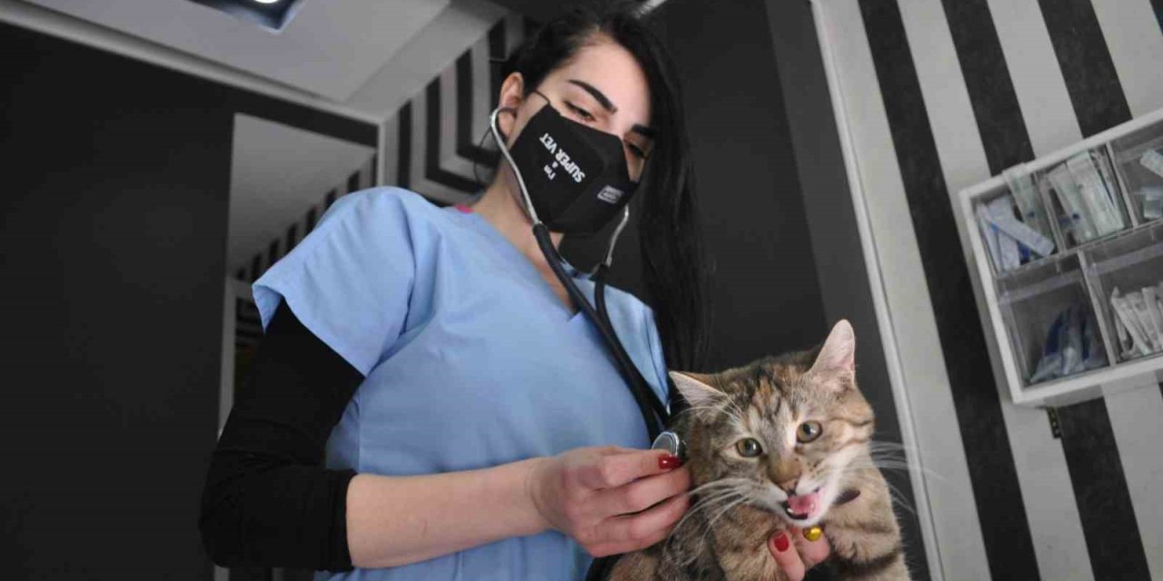 Sokak Kedilerinde ’korona’ Salgını