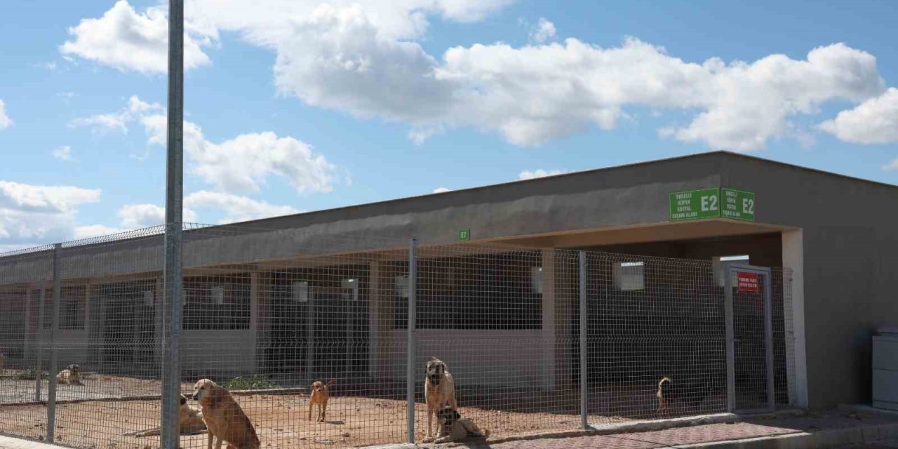Antalya Büyükşehir Belediyesi Sokak Hayvanları Bakımevi Hizmette