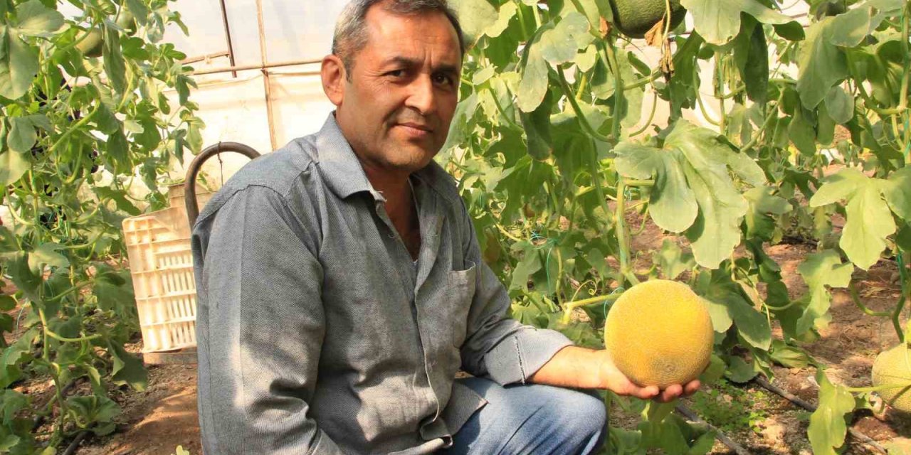 Havalar Ilık Gitti, Kavun Üreticilerinin Yüzü Güldü