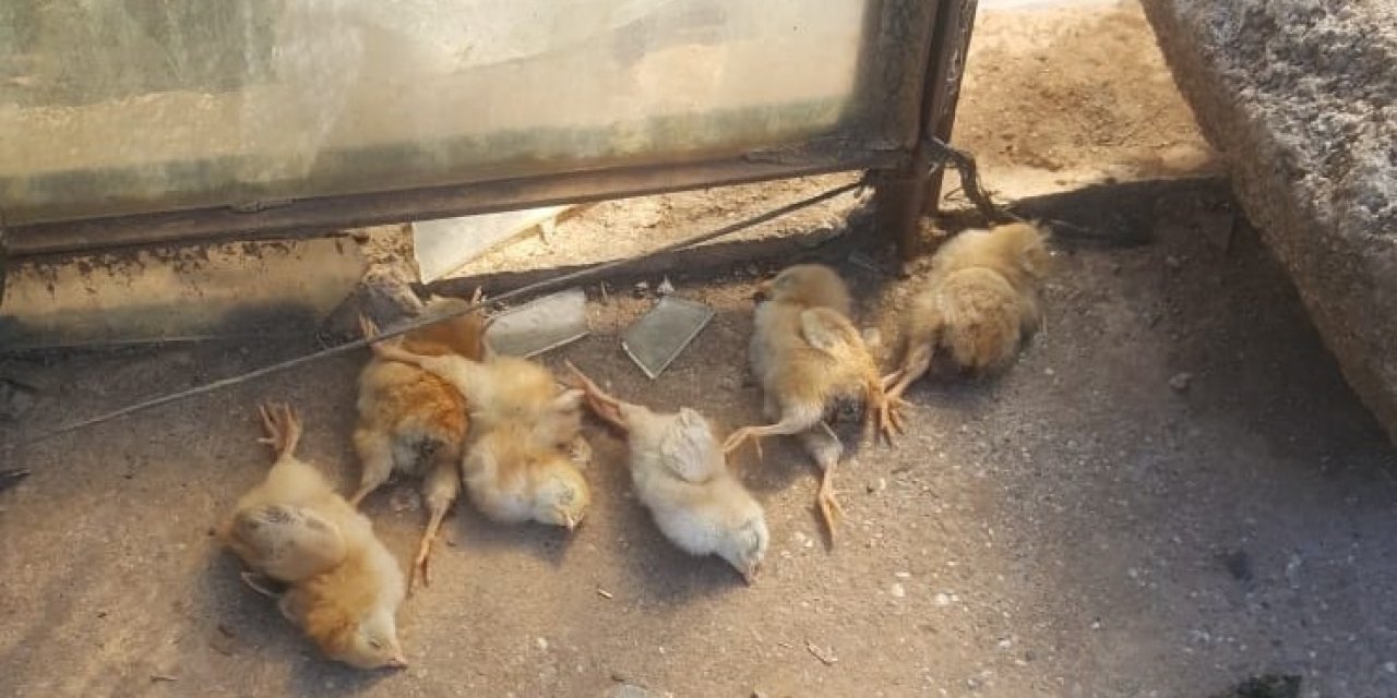 Ağıla Giren Hırsızlar 2 Keçi İle 1 Horoz Ve 1 Civcivli Tavuk Çaldı