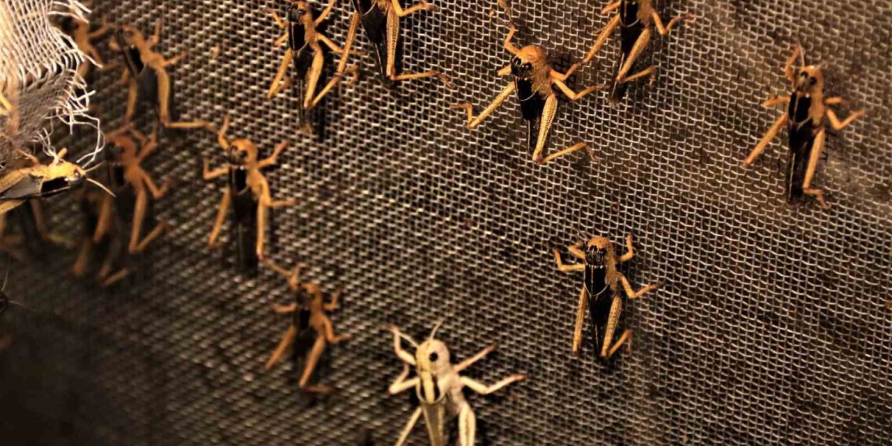 Arkadaşlarının "türkiye’de Senden Kim Böcek Alacak" Dediği İşletmeci 1 Milyon Çekirge Üretiyor