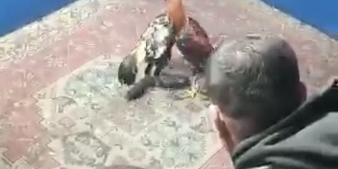 Hayvan Koruma Derneğine Horoz Dövüşü Baskını