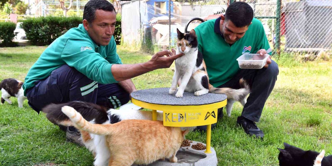 Mersin’de 2022 Yılı İçerisinde 6 Bin 500 Kedi Ve Köpek Kısırlaştırıldı
