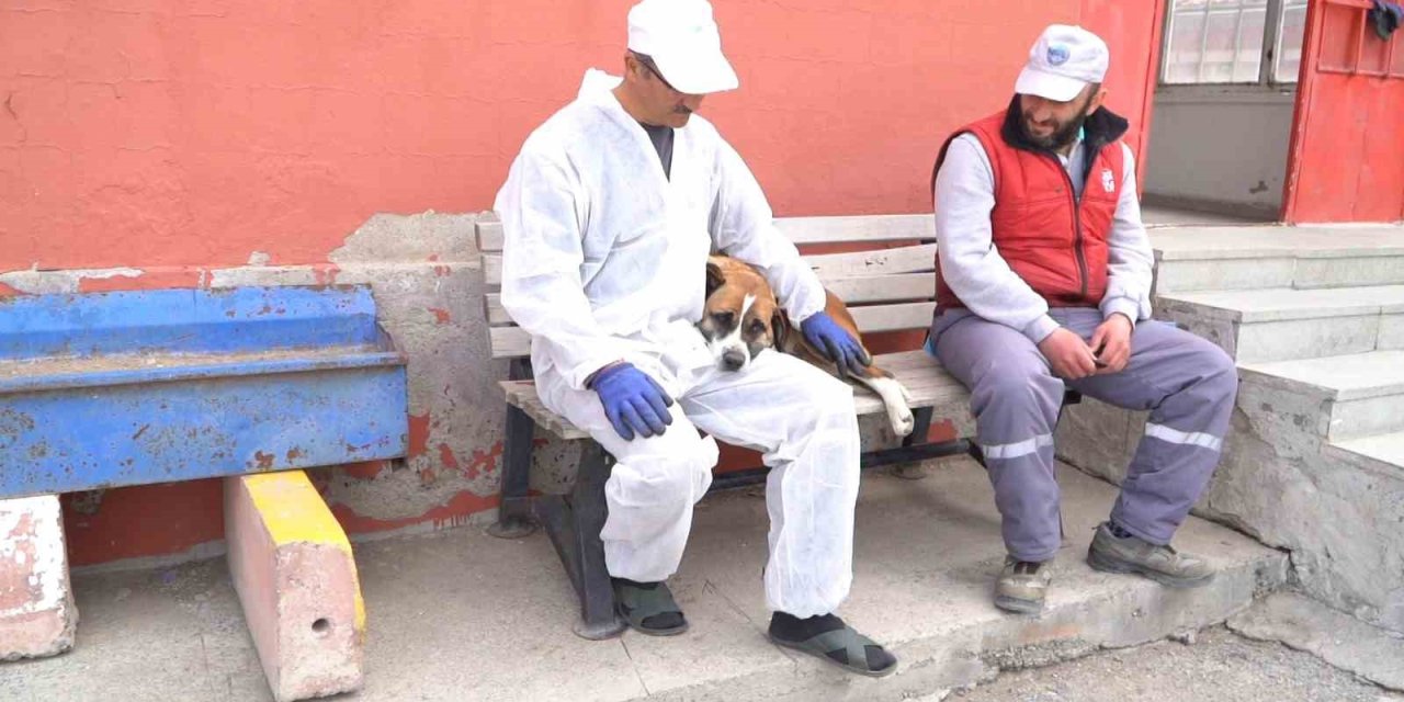 Büyükşehir Geçici Köpek Bakım Evi, Depremzede Hayvanlara Ev Sahipliği Yapıyor