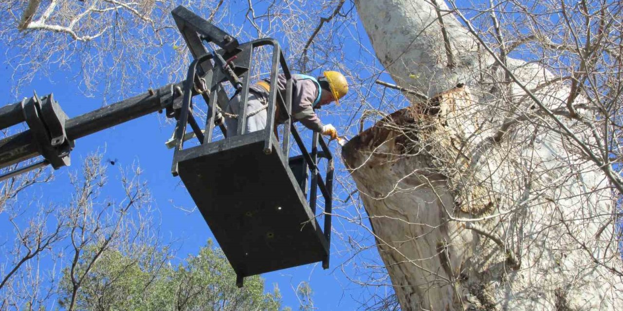 Doğa Mirası Ağaçlara Bakım Ve Rehabilitasyon Çalışmaları Devam Ediyor