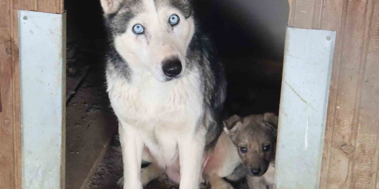 Depremzede Köpekler Rehabilite Ediliyor