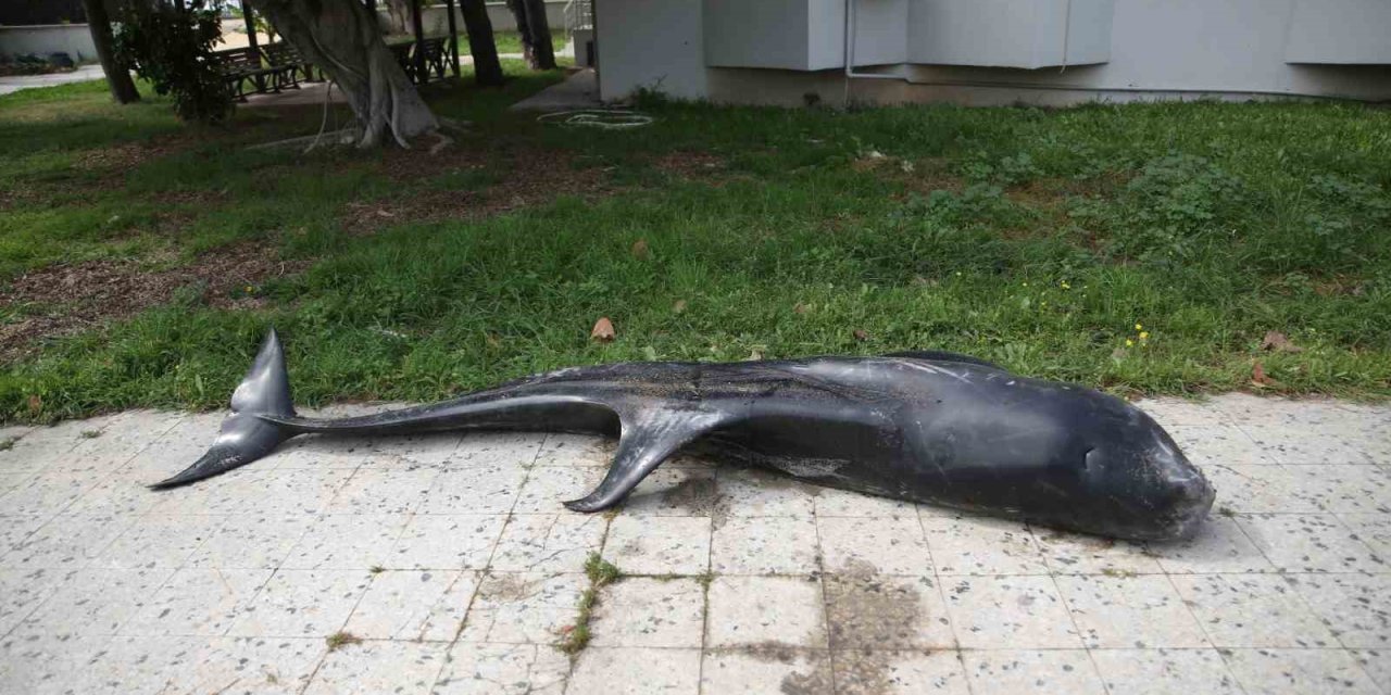 Mersin’de Dev Yunus Balığı Ölü Olarak Karaya Vurdu