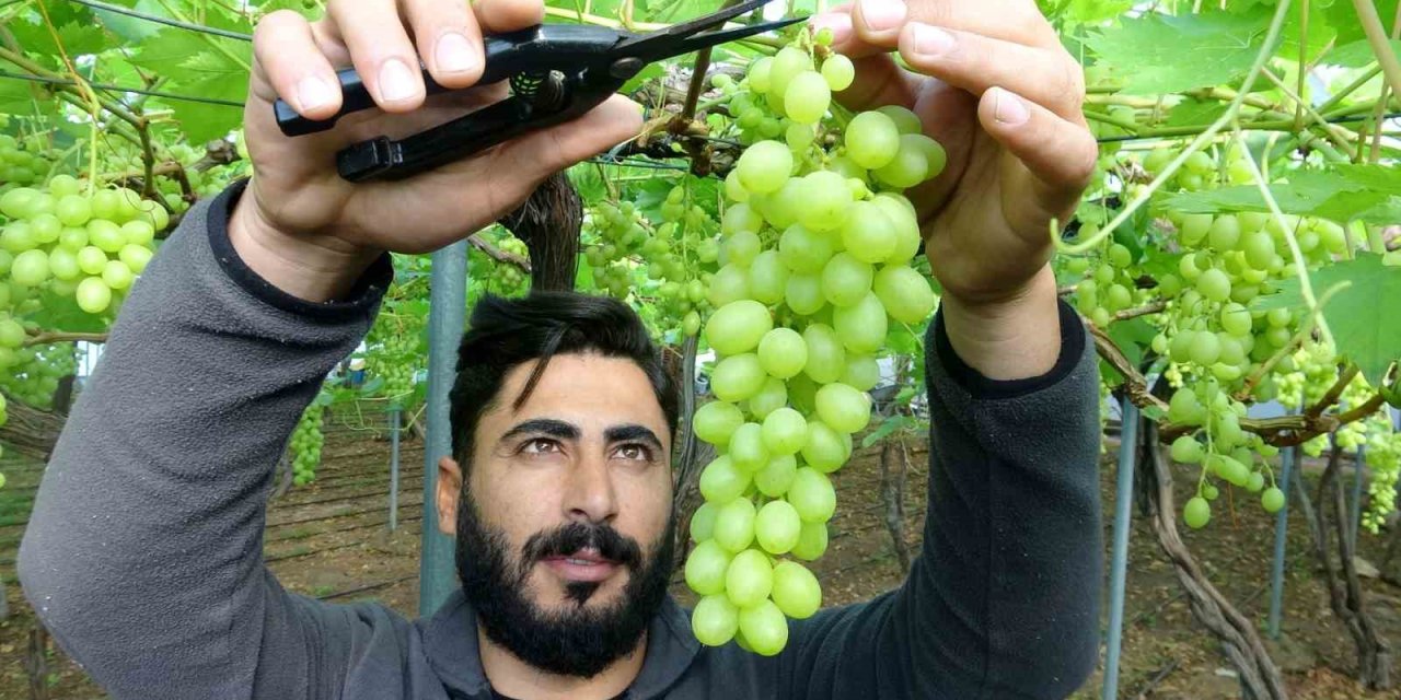 Turfanda Üzüm Çıktı, İlk Siparişler Ortadoğu Ve Rusya’dan