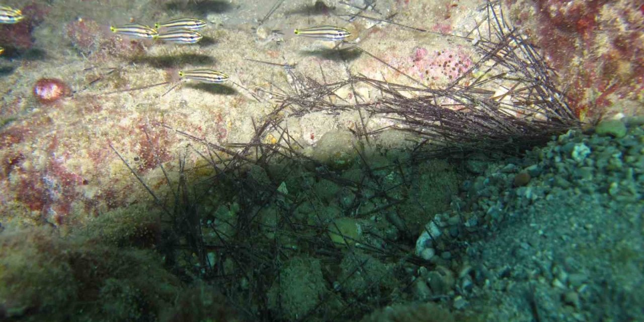 İstilacı Dikenli Zehirli Deniz Kestanesi Popülasyonunda Toplu Ölümler Yaşanıyor