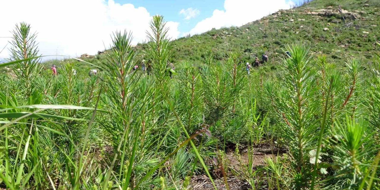Manavgat’ta Yanan Ormanlar Yeniden Filizleniyor