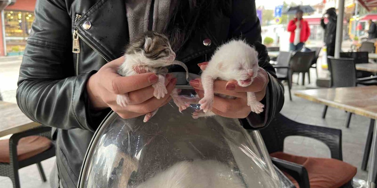 Göbek Bağına Dolanmış Halde Doğan Kediler Klinikteki Operasyonun Ardından Hayata Tutundu