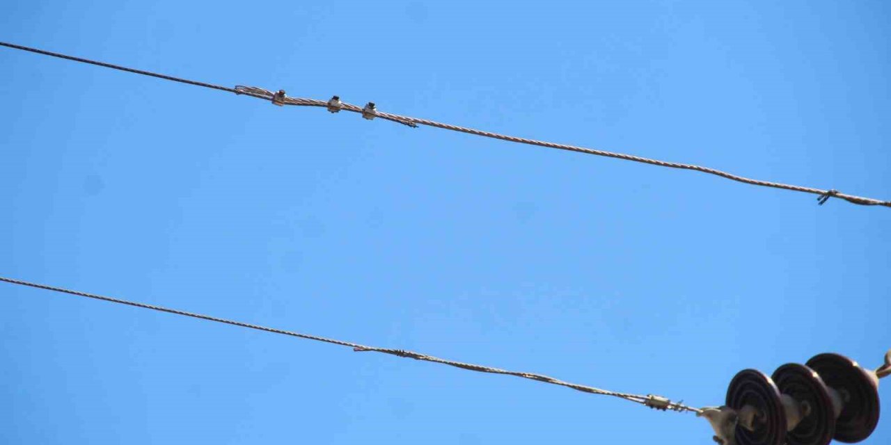 Elektrik Telindeki Papağan Sonları Oluyordu: O Anlar Kameraya Yansıdı