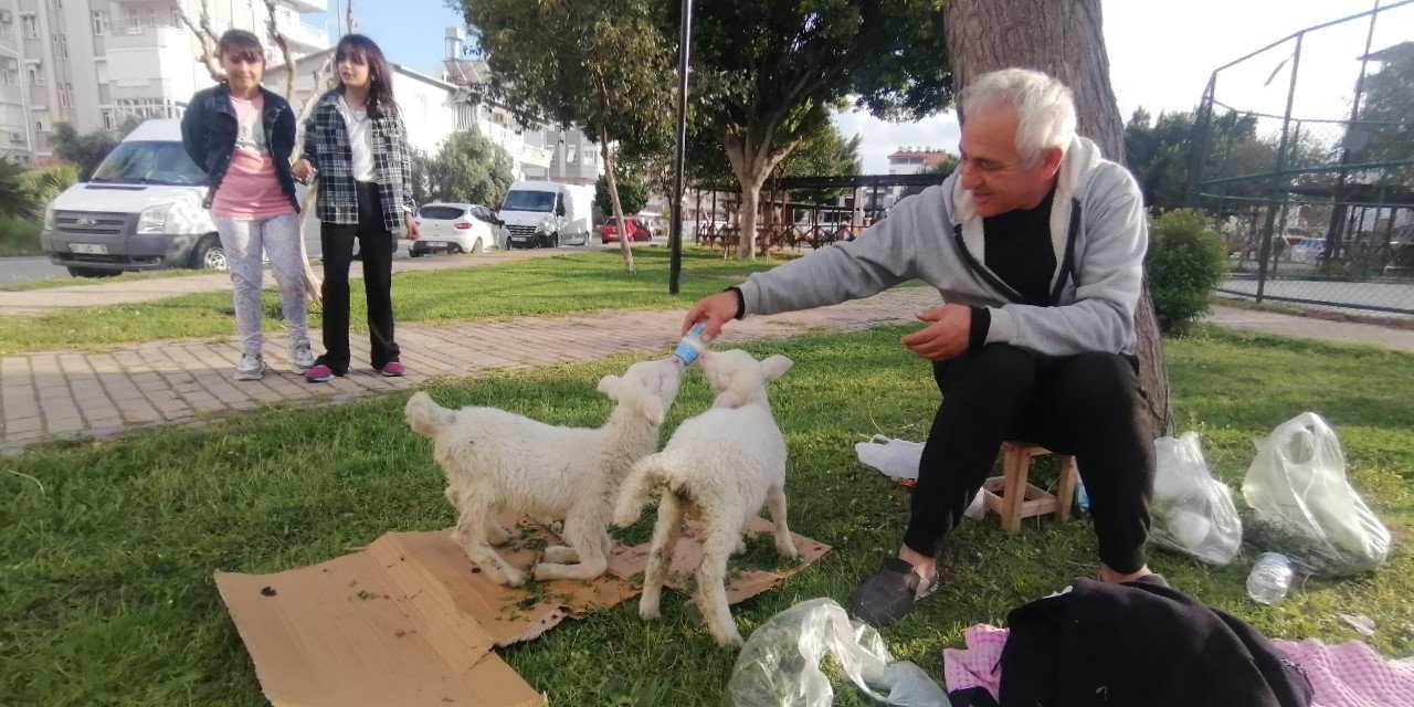 Biberonla Beslediği Kuzular, Parklardaki Çocukların Sevgilisi Oldu