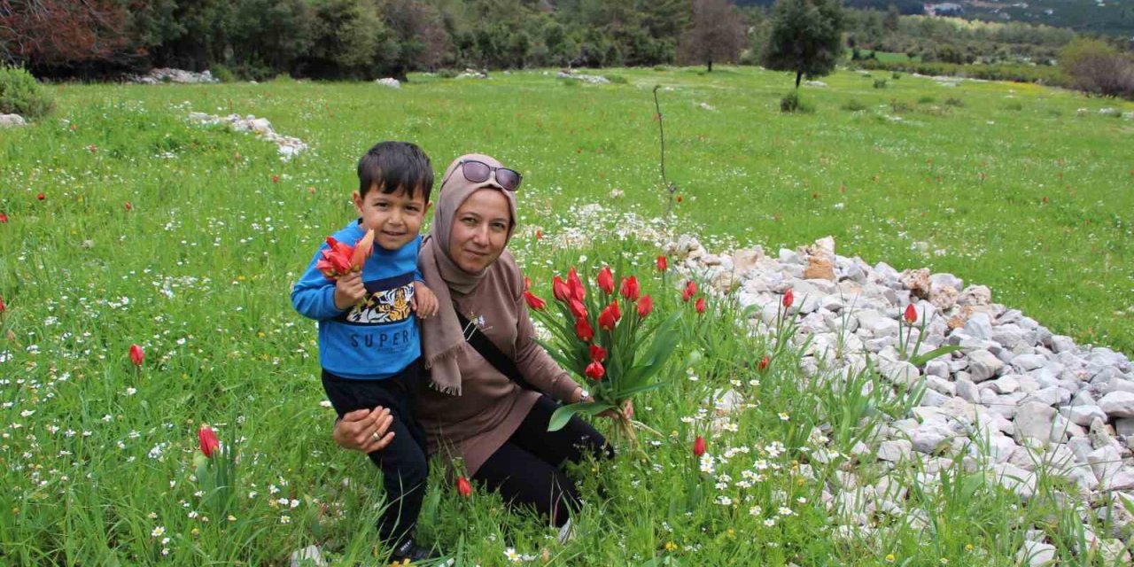Antalya’da Osmanlı Laleleri Görsel Şölen Oluşturdu