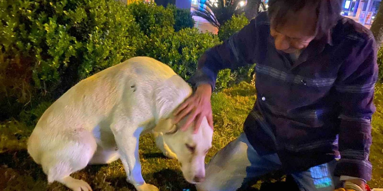 Hurda Toplayarak Geçimin Sağlayan Adamın Sokak Köpeği Şefkati