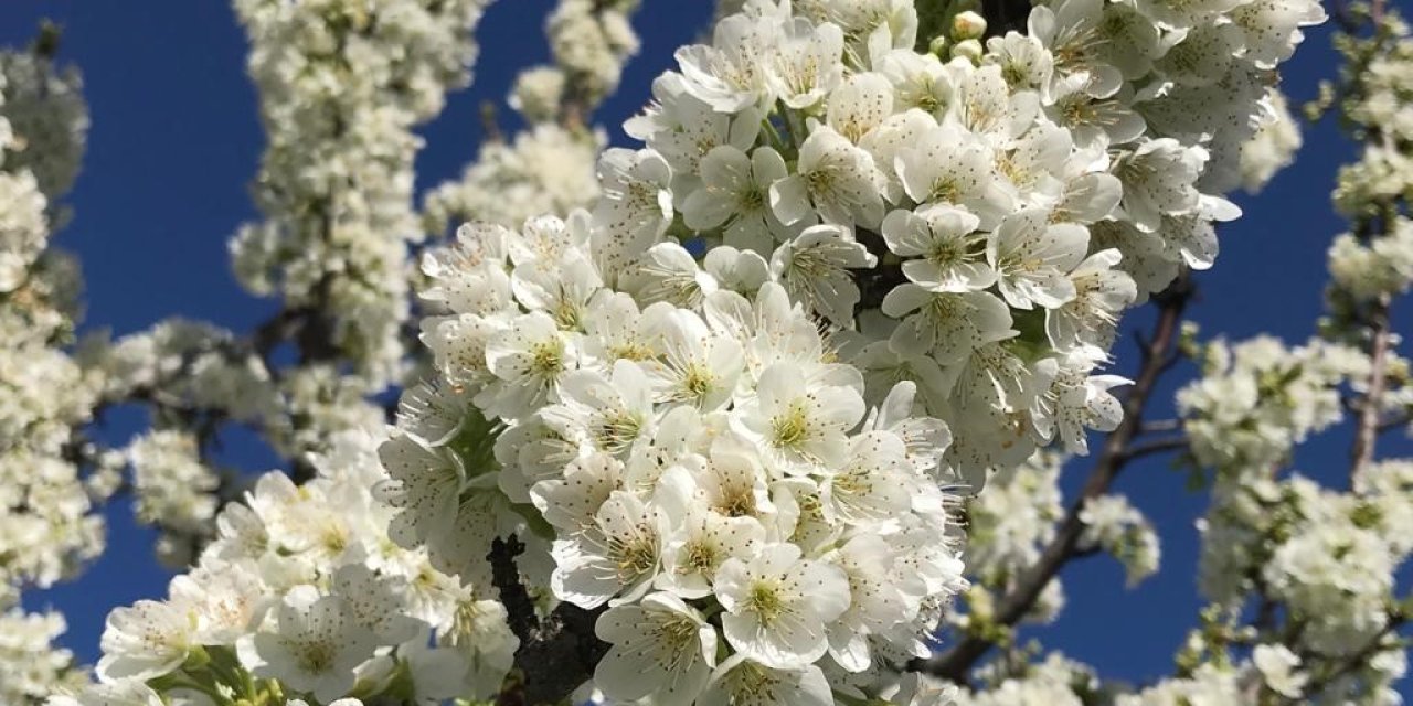 Beyaz Kirazın Başkenti Ereğli’de Kiraz Bahçeleri Gelinliğini Giydi