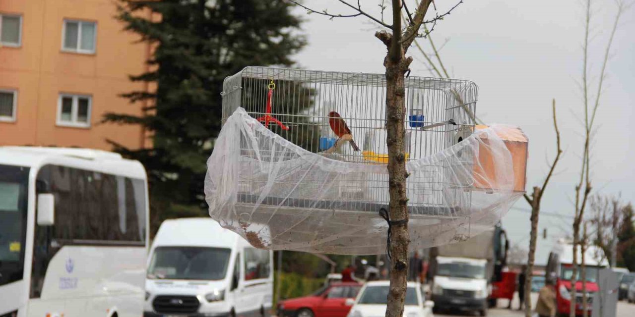 Esnafın Evcil Kuş Hava Alsın Diye Bulduğu Çözüm Gülümsetti
