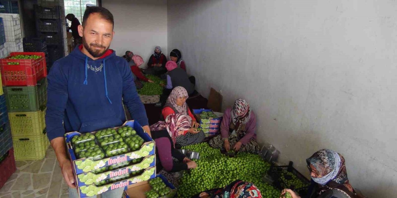 Can Eriğinin Kilosu 20 İle 100 Lira Arasında Değişiyor