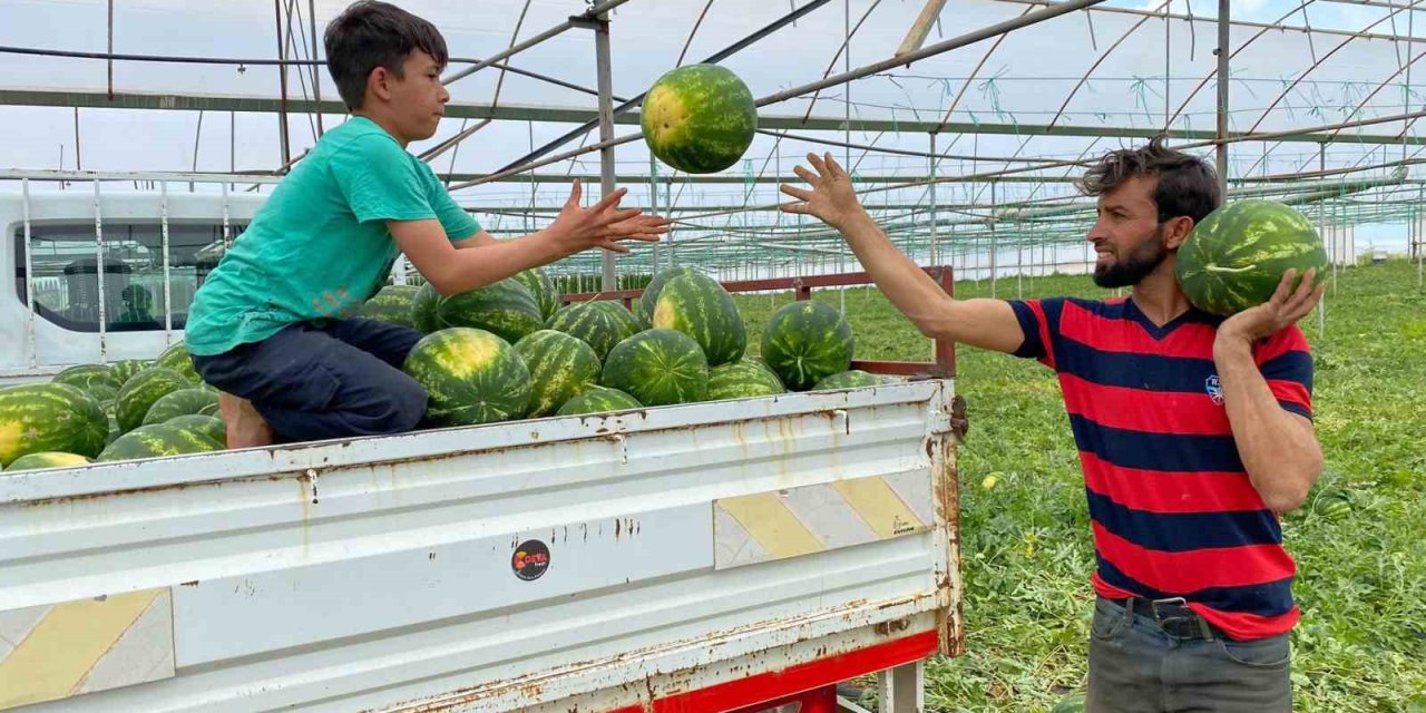 Antalya’da Örtü Altı Karpuz Hasatı Başladı