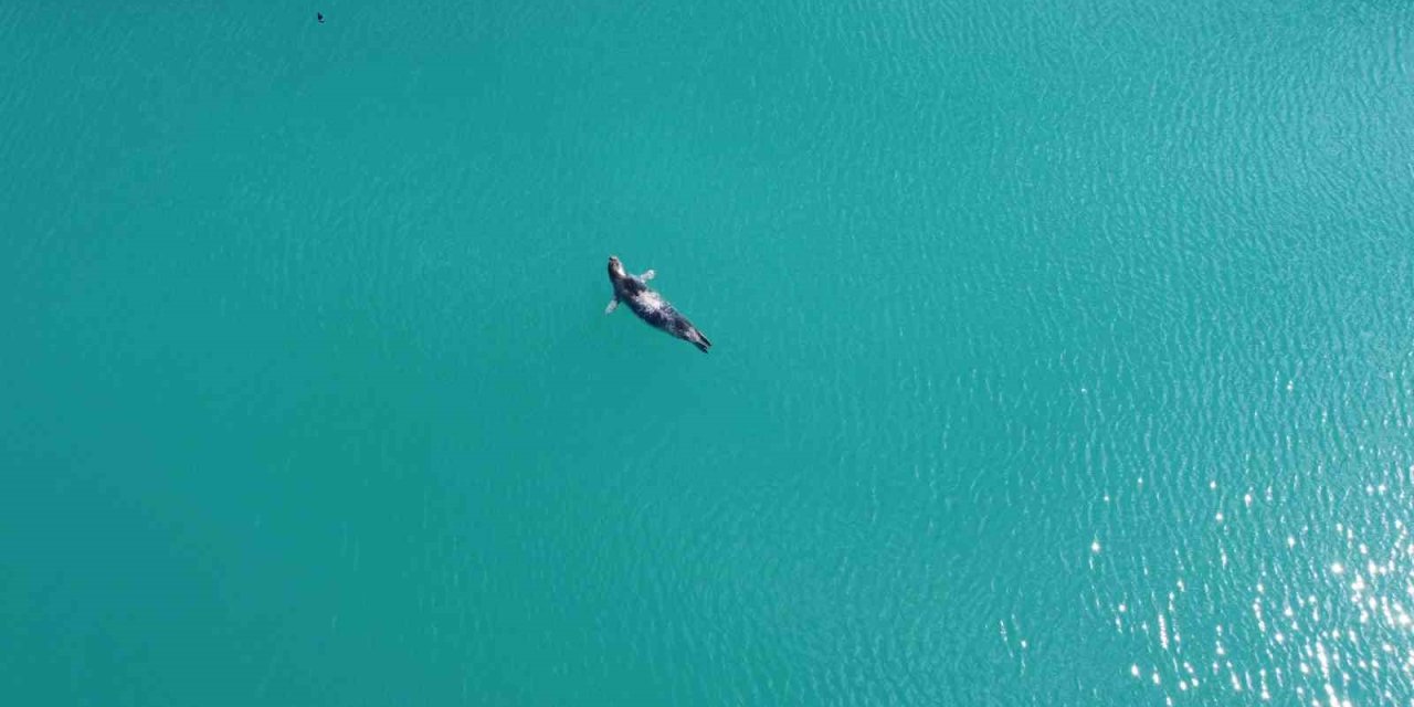 Akdeniz Foku Denizde Önce Güneşlendi, Sonra Teknelerin Arasında Dinlendi