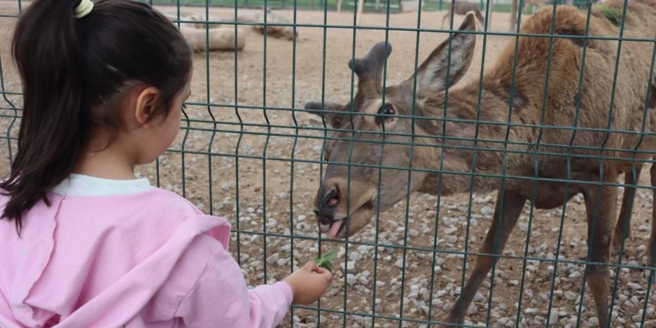 Vatandaşlar Bayramda Hayvanat Bahçesine Akın Etti: 100 Bin Ziyaretçi