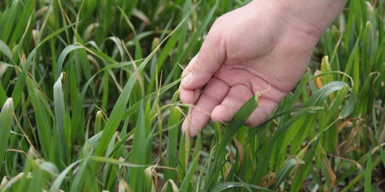 Bahar Yağmurları Çiftçinin Umutlarını Ve Mahsulünü Yeşertti