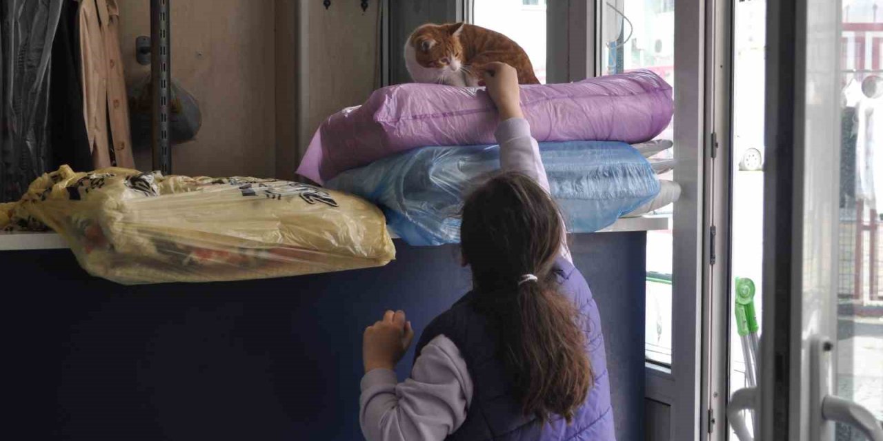 Terzi Dükkânındaki Kediler Müşterilerin İlgi Odağı Oluyor