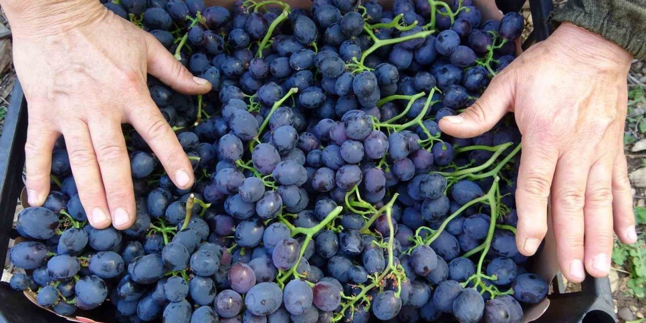 Turfanda ’siyah İnci’de Hasat Zamanı