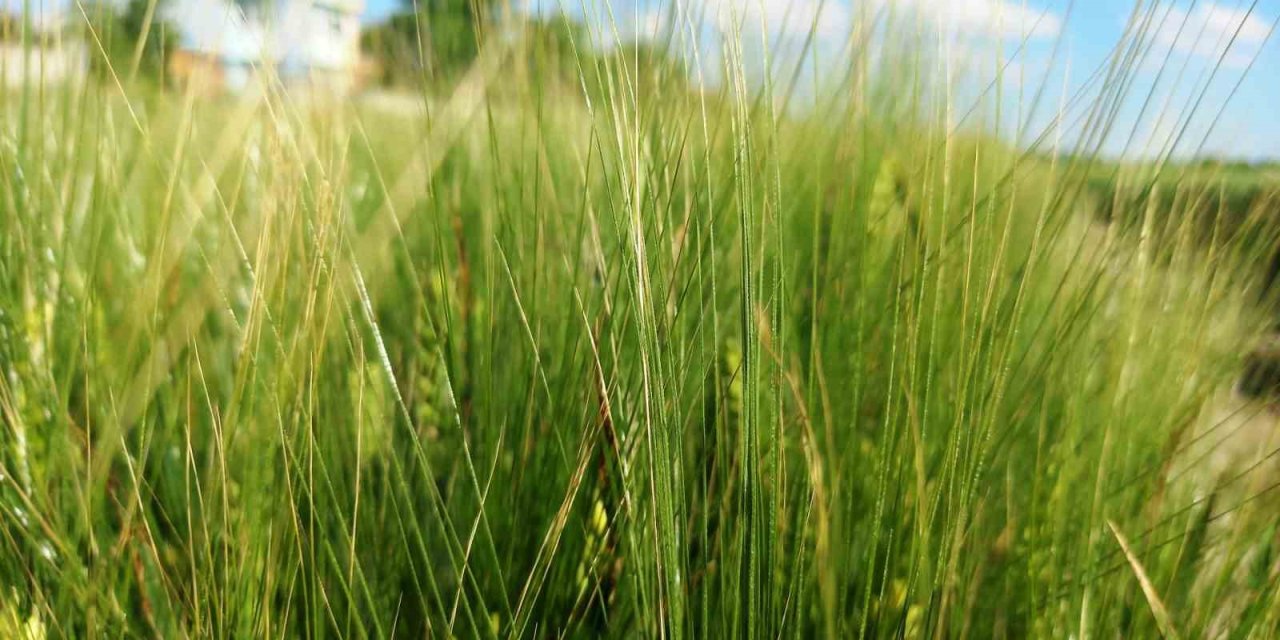 Konya Ovası’nda Tarımsal Kuraklık Yerini Yüksek Rekolte Beklentisine Bıraktı