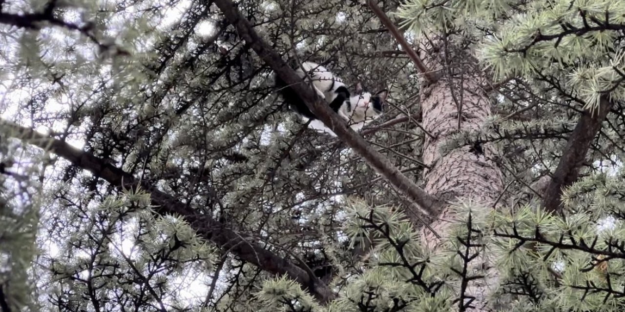 Yaklaşık 30 Saat Boyunca Bir Ağaçta Mahsur Kalan Kedi Kendi Çabalarıyla Kurtuldu