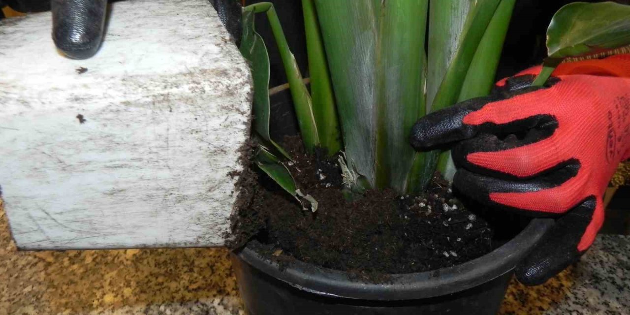 Baharla Birlikte Saksı Çiçeklerinin Toprak Değişimi Zamanı Geldi