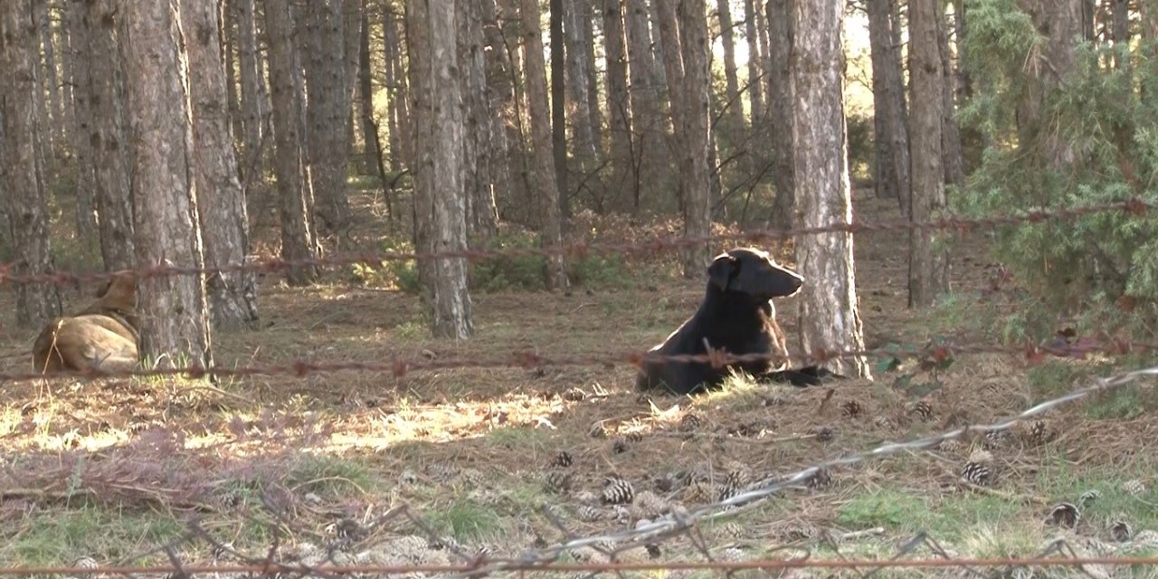 Başıboş Köpekler Site Sakinlerini İsyan Ettirdi