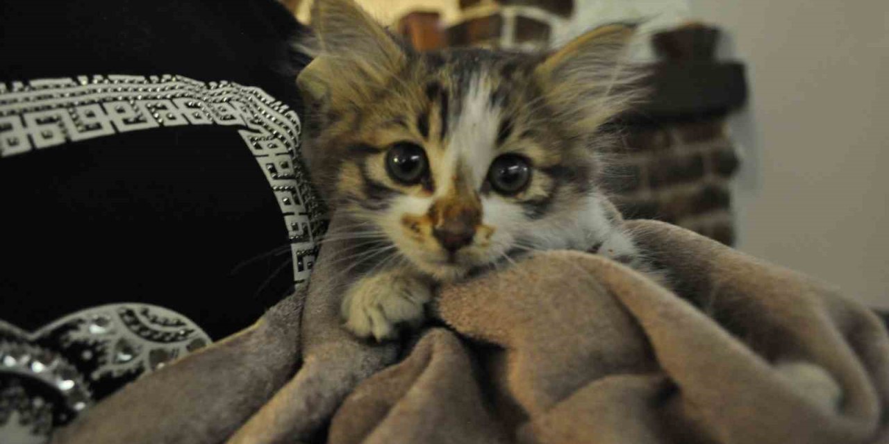 Çatıya Sıkışan Kediyi Esnaf Kurtardı