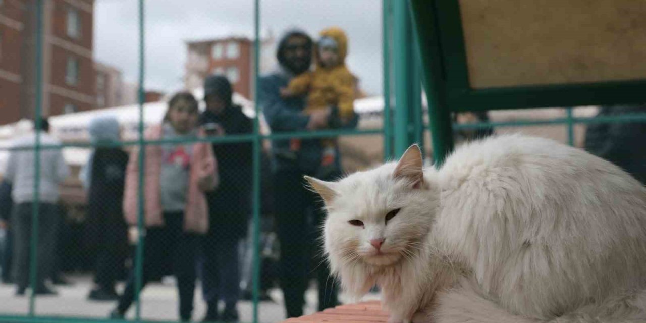 Küçük Dostlar Kedi Kasabası Açıldı