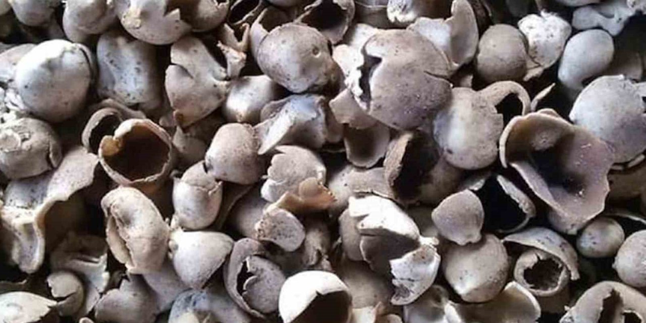 Mersin’de Çukur Çanak Mantarı Geçim Kaynağı Oldu