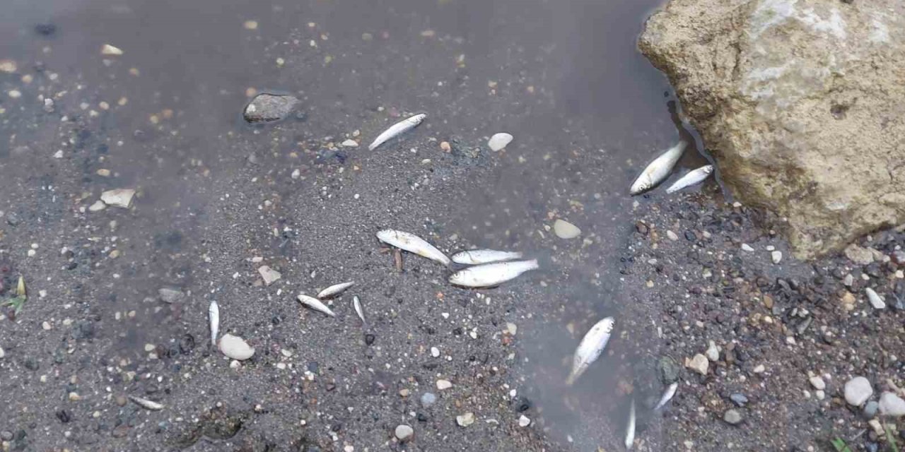 Zamantı Irmağı’nda Ölen Balıklar Kıyıya Vurdu