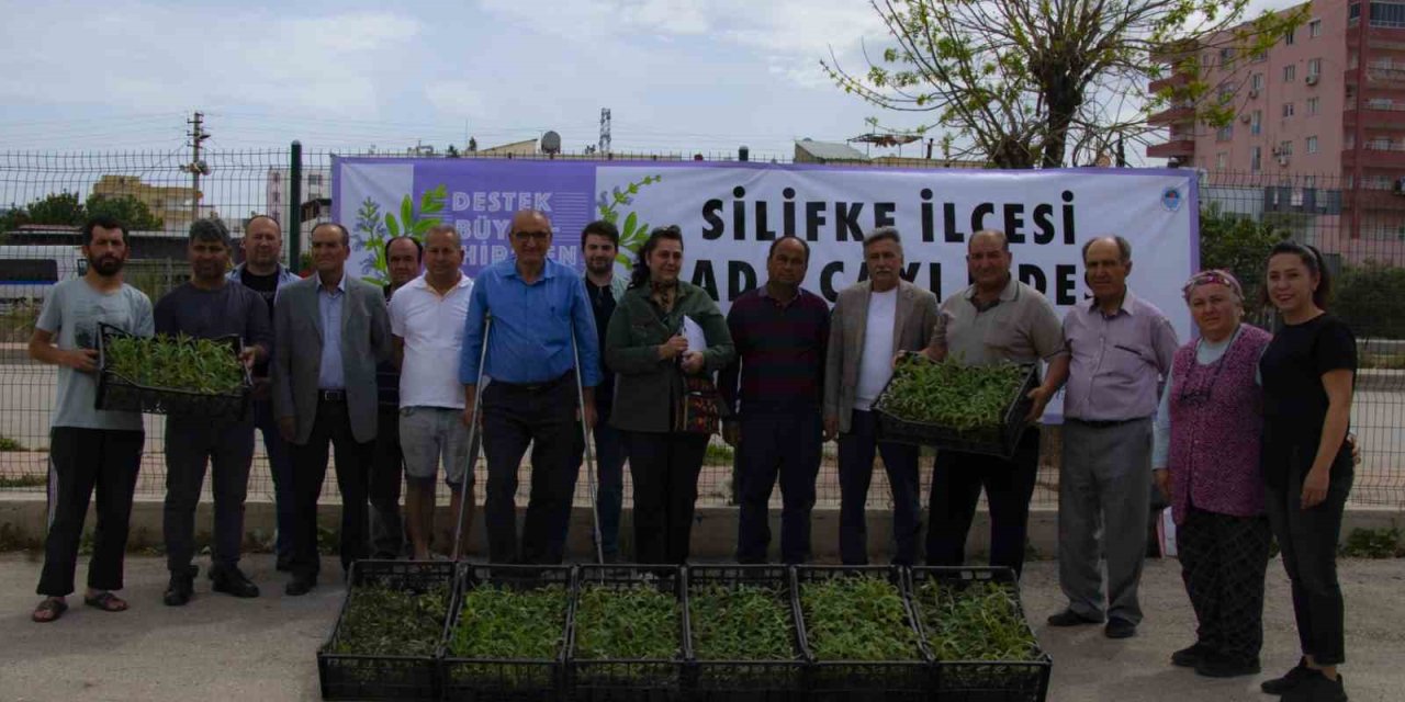 Silifke’de Üreticilere 50 Bin Adet Ada Çayı Fidesi Desteği