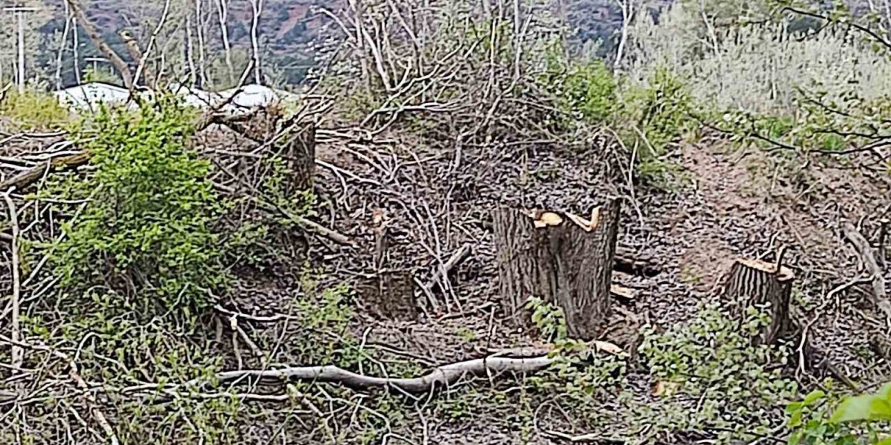 Orman Fidanlığında Ağaç Kıyımı İddiası