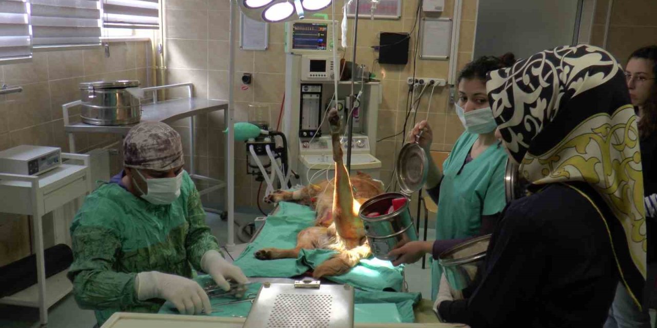 2023’ün İlk Çeyreğinde Büyükbaş Hasta Sayısı Düştü