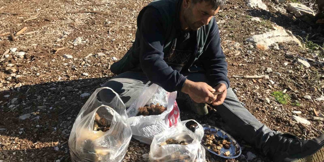 Yılda 1,5 Ay Yetişiyor Ve Tazesinin Kilosu 300 Liradan, Kurutulmuşu 2 Bin 500 Liradan Alıcı Buluyor