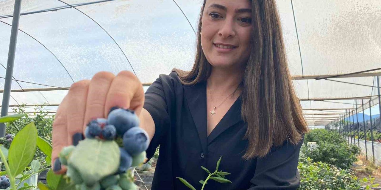 Antalya’da Kadınların Topraksız Tarımla Mavi Yemiş Hasadı Başladı