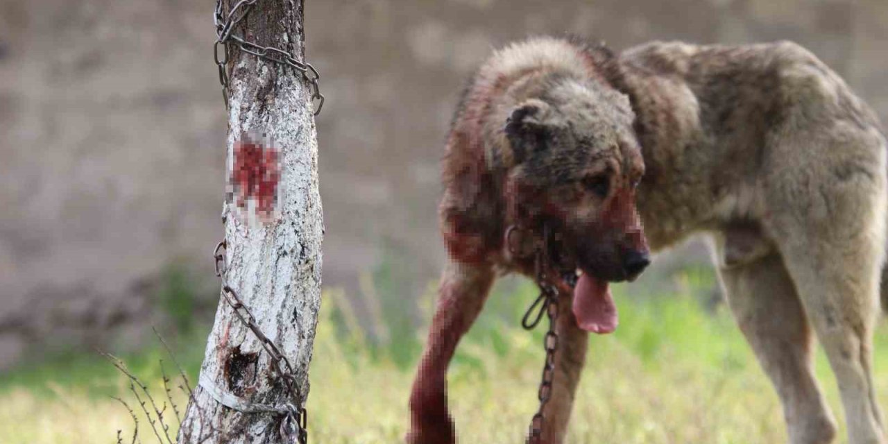 Sokak Köpeği Dehşet Saçtı: Önce Çocuğu Isırdı, Sonra Bir Başka Köpeği Boğdu