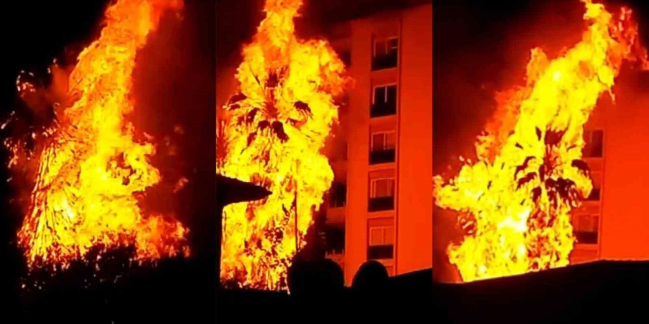 Alev Topuna Dönen Palmiye Ağaçları Korku Dolu Anlar Yaşattı