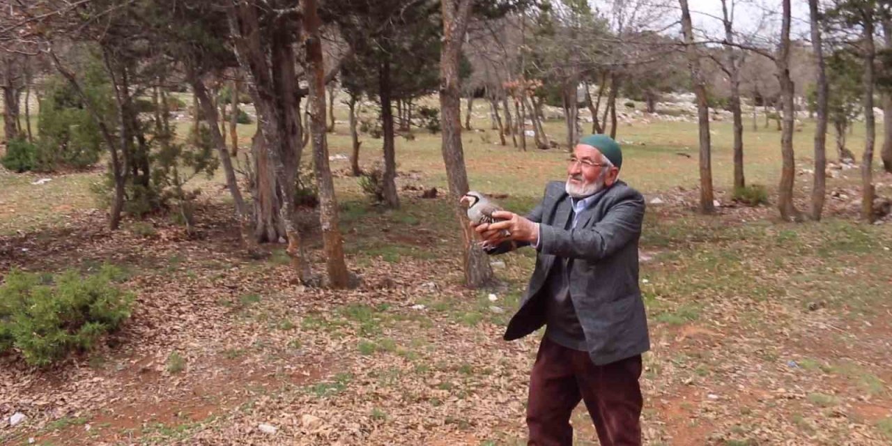 Konya’da Kınalı Keklikler Doğaya Salındı