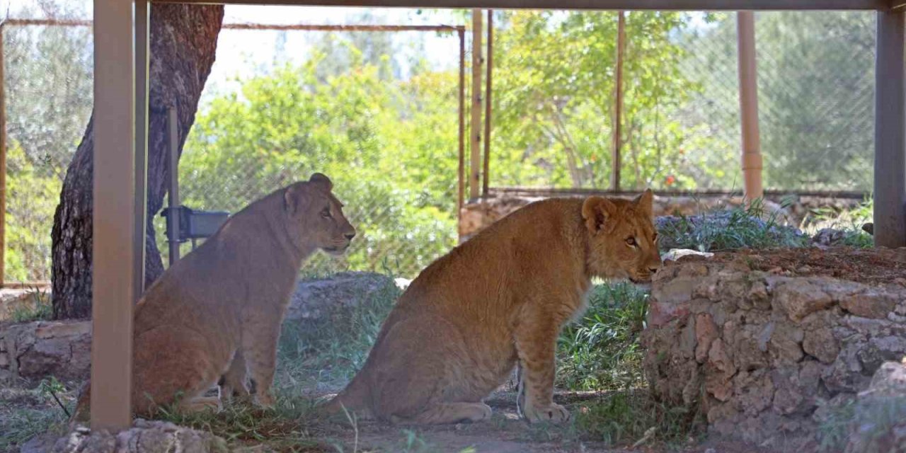 Antalya Hayvanat Bahçesinde Dünyaya Gelen 9 Aylık İki Yavru Aslan ‘zeus İle Hera’ Aileye Katıldı